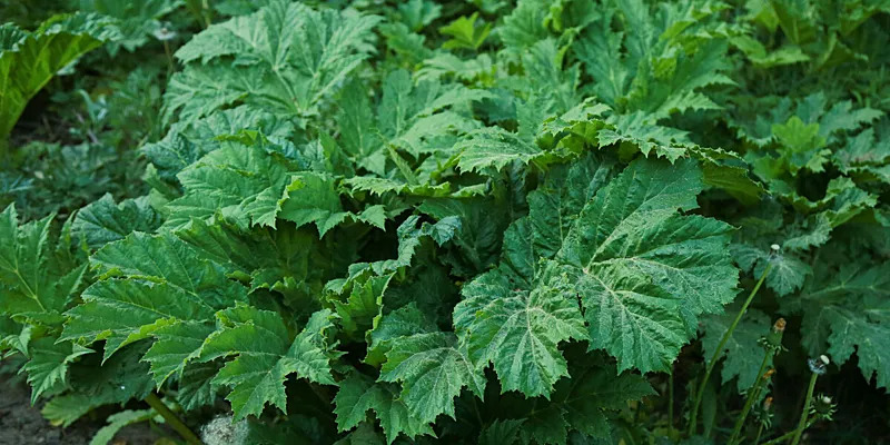 Изображение статьи 1